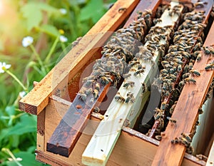 Busy Bees: Industrious Activity Inside a Beehive photo