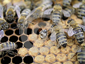 Busy bees inside hive with open and sealed cells for their young. Birth of young bees. Close up showing some animals and honeycomb