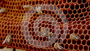 Busy bees are moving on beehive honeycomb. Close up macro shot.