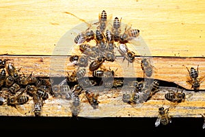 Busy bees on a yellow bee hive