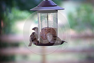 Busy Bird Feeder