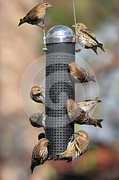 Busy bird feeder
