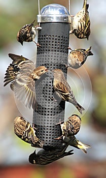 Busy bird feeder