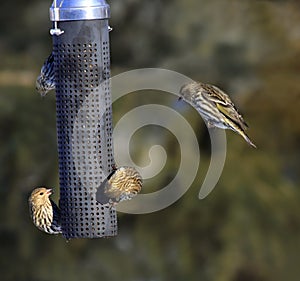 Busy bird feeder