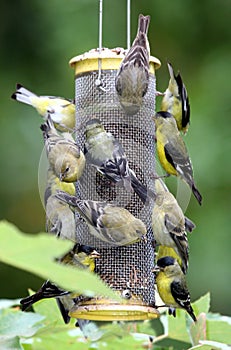 Busy Bird Feeder