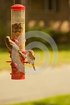 Busy bird feeder