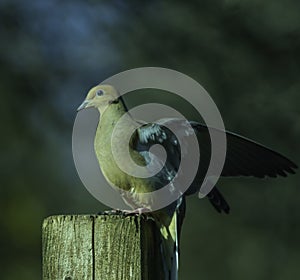 Mourning Dove With Wings Open