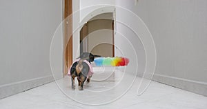 Busy dachshund dog in uniform of maid runs down the corridor of apartment with feather duster for cleaning in its mouth