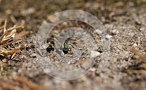 A busy Green-eyed flower Bee Anthophora bimaculata making a burrow in the ground.