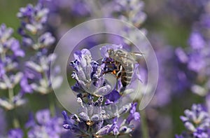 A busy Honey Bee Apis mellifera collecting pollen from a lavender flower.