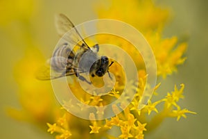 Busy Honey Bee on a Yellow Flower Macro