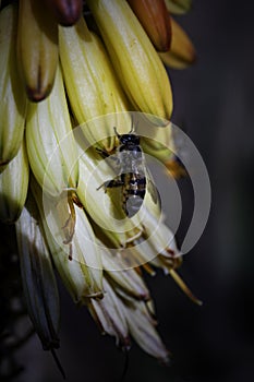 A busy honeybee on an aloe plant, South Africa.