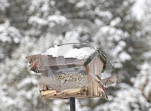 Busy House FInches At Feeder In Winter