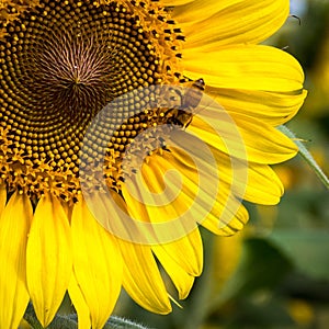 A Busy Little Bee at Anderson Sunflower Farm photo