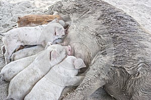 Busy little pigs getting feed by mom at samll family farm.