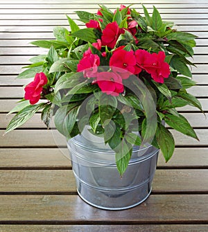 Busy Lizzie in a flower pot