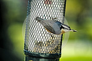 Busy Red-Breasted Nut Hatch Bird Perched on bird feeder