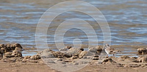 A busy Ringed Plover on patrol