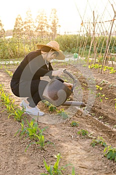 In a busy vegetable watering peasant woman