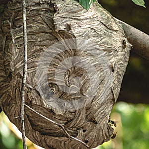 Busy Wasp Nest in Natural Forest Tree