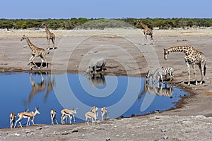 Busy waterhole in Etosha National Park - Namibia