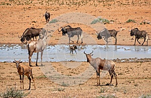 Busy Watering Hole