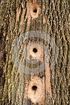 Busy Woodpecker - Tree Holes