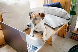 Busy working dog using computer lying on wooden bench