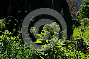 The famous gardens of Butchert on Victoria Island. Canada. The Butchart Gardens