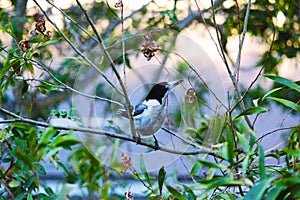 Butcher Bird