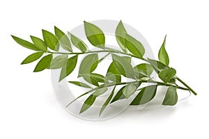 Butcher`s-broom branch