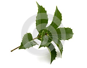 Butcher`s broom isolated