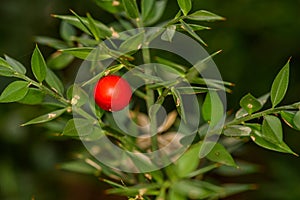 Butcher\'s Broom (Ruscus aculeatus) branches with ripe red berries in to the forest