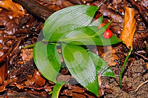 Butcher's Broom (Ruscus hypoglossum)