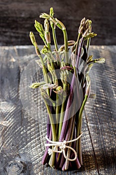 Butcher's broom shoots collected in the woods