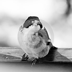 Butcherbird in black and white