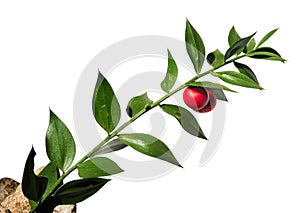 Butchers-broom stem with red fruit over white - Ruscus aculeatus