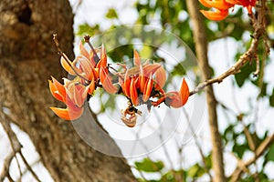 Butea frondosa is a popular traditional Indian medicinal tree