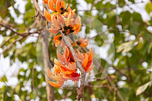 Butea frondosa is a popular traditional Indian medicinal tree