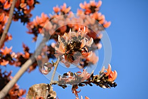 Butea monosperma Flower.