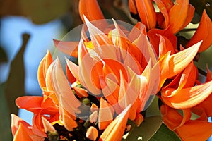 Butea monosperma flower
