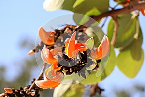 Butea monosperma flower