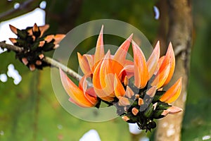 Butea monosperma Flower