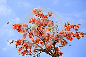 Butea monosperma flower blooming on tree.