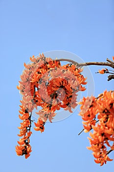 Butea monosperma flower blooming on tree.