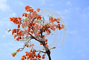 Butea monosperma flower blooming on tree and sky background.