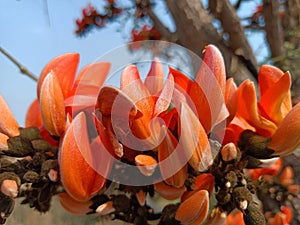 Butea monosperma flower or palash flowers on plant