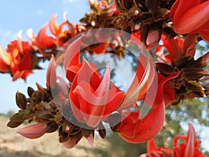 Butea monosperma flower or palash flowers is used to making colours of hoil festival in India