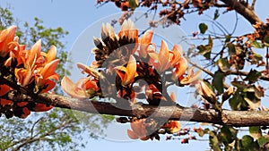 Butea monosperma flowers.