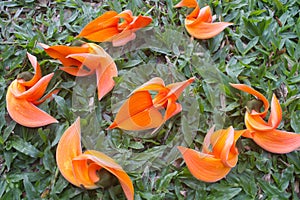 Butea monosperma flowers